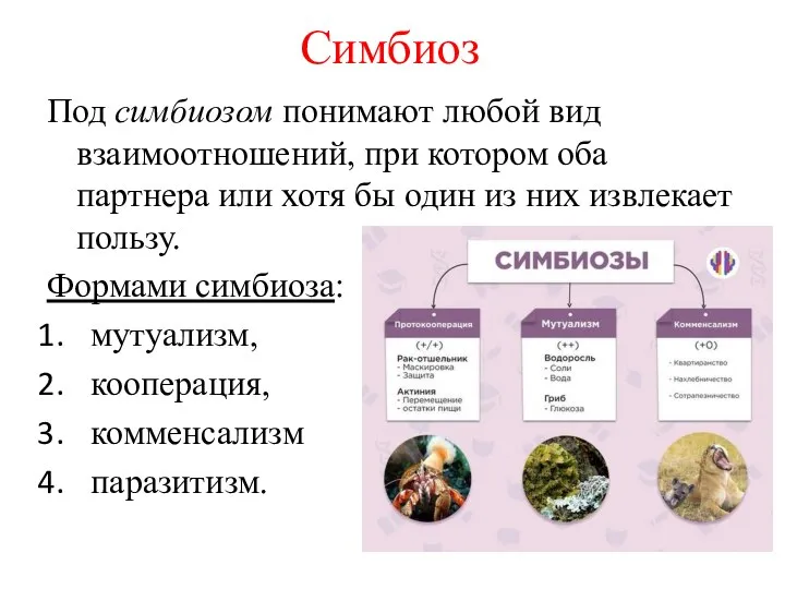 Симбиоз Под симбиозом понимают любой вид взаимоотношений, при котором оба партнера или