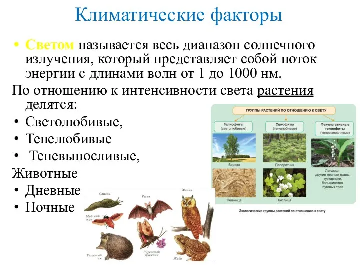 Климатические факторы Светом называется весь диапазон солнечного излучения, который представляет собой поток