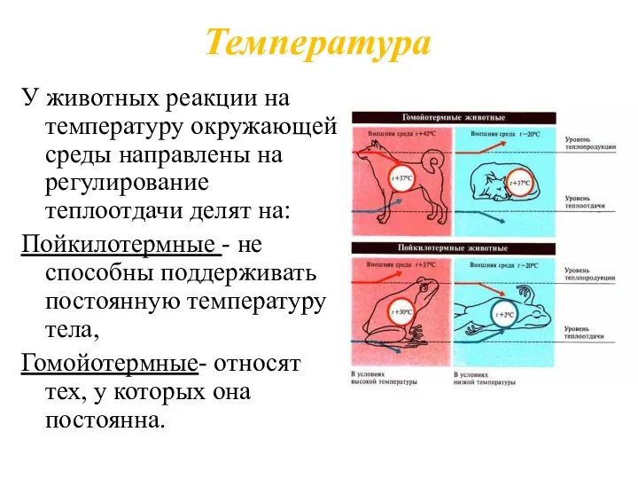 У животных реакции на температуру окружающей среды направлены на регулирование теплоотдачи делят