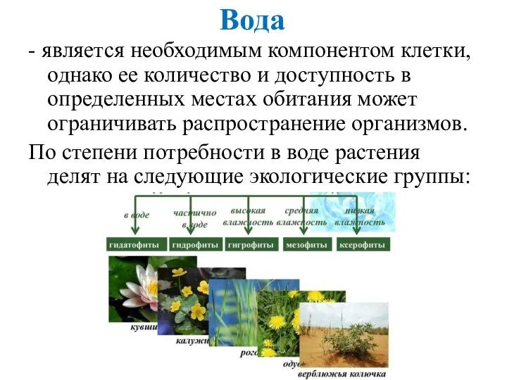 Вода - является необходимым компонентом клетки, однако ее количество и доступность в