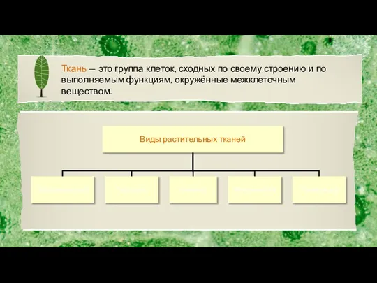 Ткань — это группа клеток, сходных по своему строению и по выполняемым функциям, окружённые межклеточным веществом.