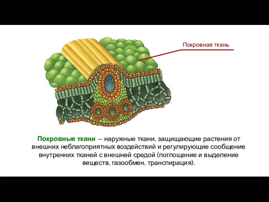 Покровные ткани — наружные ткани, защищающие растения от внешних неблагоприятных воздействий и