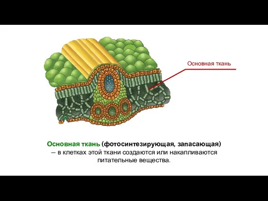 Основная ткань (фотосинтезирующая, запасающая) — в клетках этой ткани создаются или накапливаются питательные вещества.