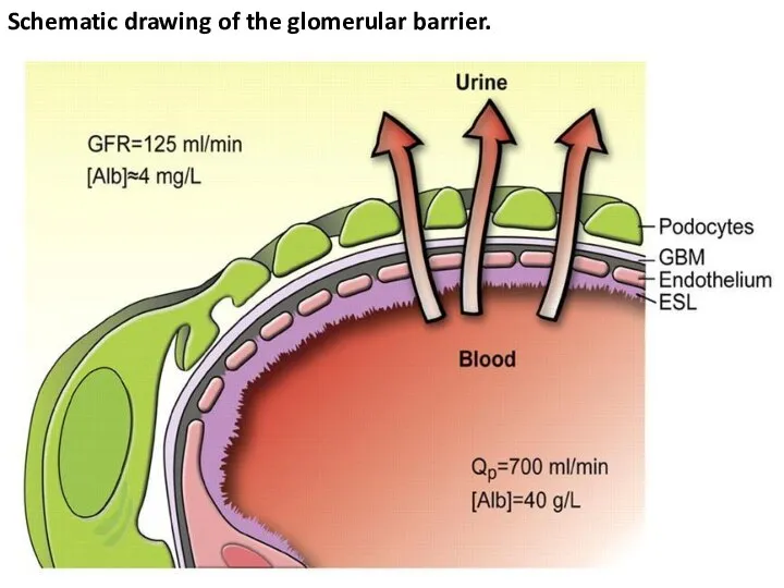 Schematic drawing of the glomerular barrier.