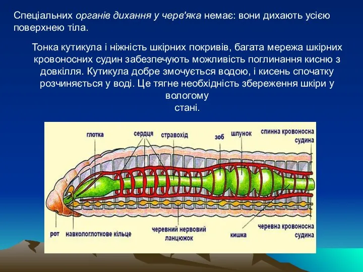 Тонка кутикула і ніжність шкірних покривів, багата мережа шкірних кровоносних судин забезпечують