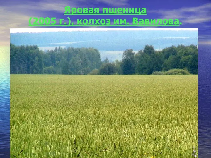 Яровая пшеница (2005 г.), колхоз им. Вавилова.