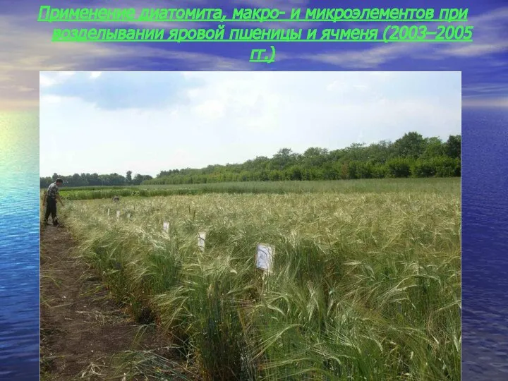 Применение диатомита, макро- и микроэлементов при возделывании яровой пшеницы и ячменя (2003–2005 гг.)