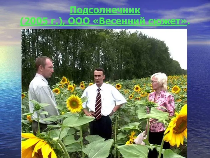 Подсолнечник (2005 г.), ООО «Весенний сюжет».