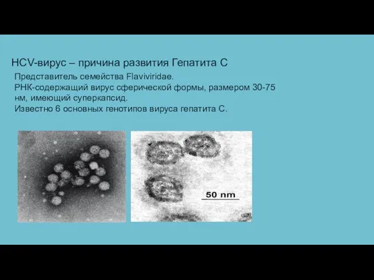 HCV-вирус – причина развития Гепатита С Представитель семейства Flaviviridae. РНК-содержащий вирус сферической