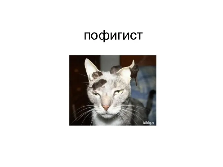 пофигист