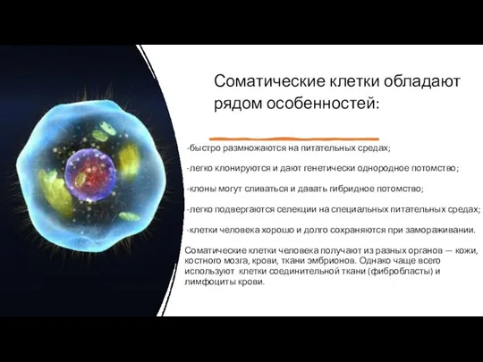 Соматические клетки обладают рядом особенностей: быстро размножаются на питательных средах; легко клонируются