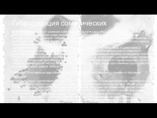 Гибридизация соматических клеток В основе метода лежит слияние клеток, в результате чего