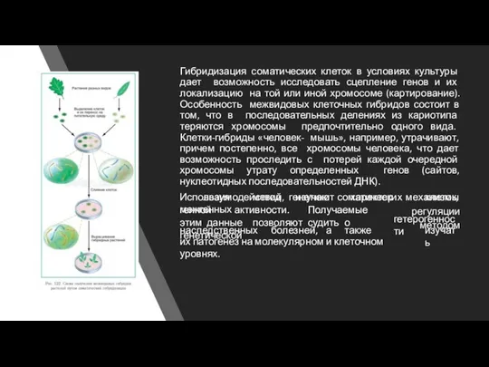 Гибридизация соматических клеток в условиях культуры дает возможность исследовать сцепление генов и