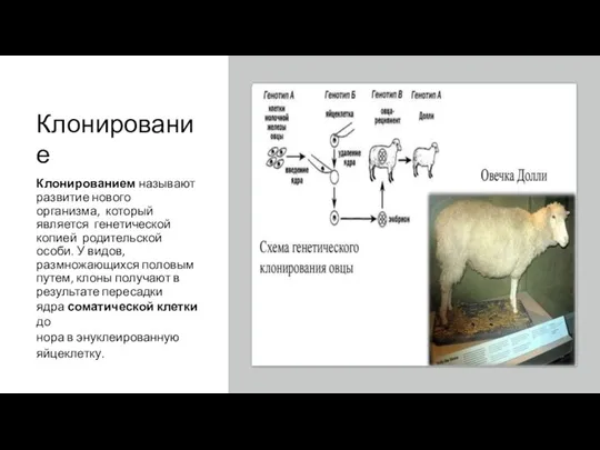 Клонирование Клонированием называют развитие нового организма, который является генетической копией родительской особи.