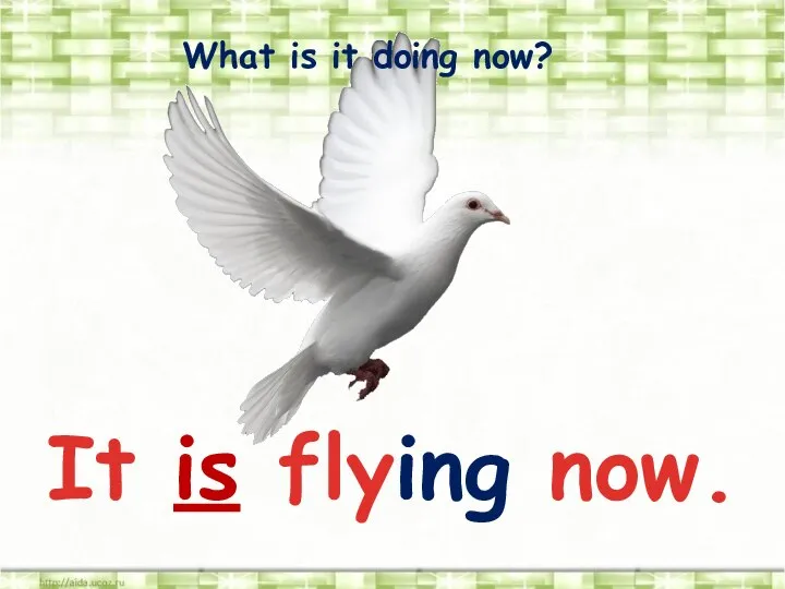 What is it doing now? It is flying now.
