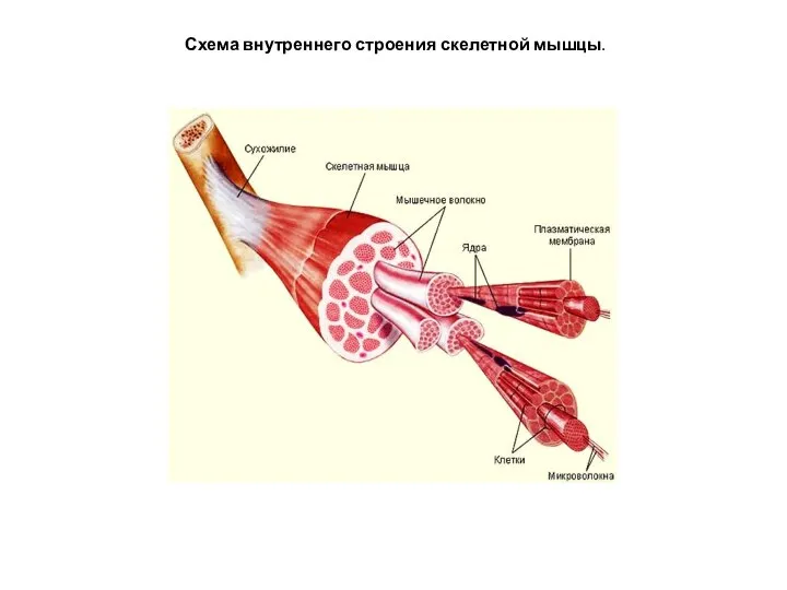 Схема внутреннего строения скелетной мышцы.
