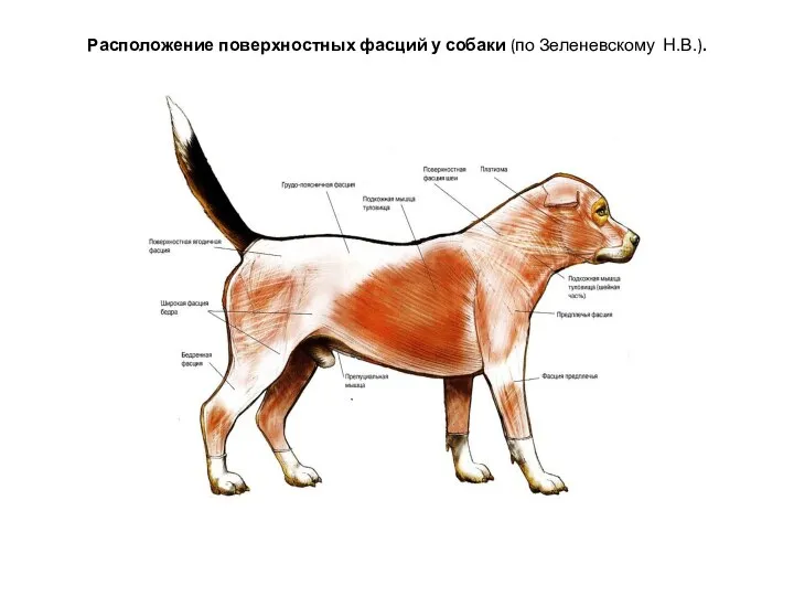 Расположение поверхностных фасций у собаки (по Зеленевскому Н.В.).