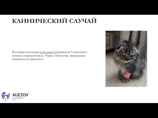 КЛИНИЧЕСКИЙ СЛУЧАЙ В клинику ветцентра на Есенина 30 принесли 5 недельного котёнка