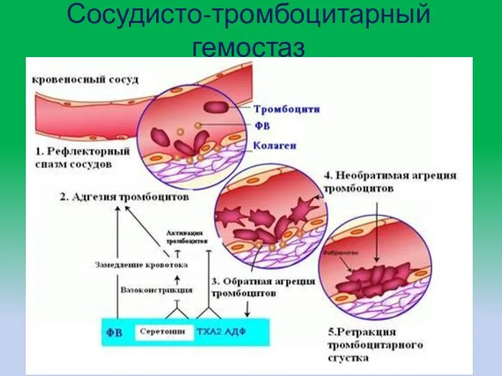 Сосудисто-тромбоцитарный гемостаз