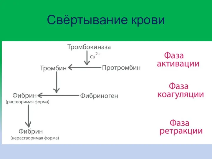 Свёртывание крови