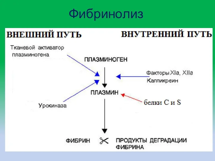 Фибринолиз