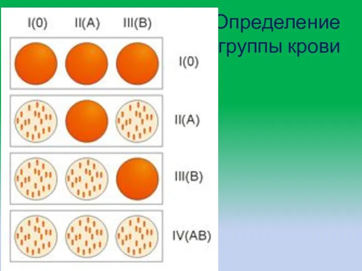 Определение группы крови