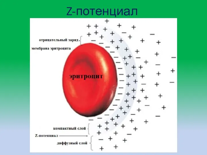 Z-потенциал