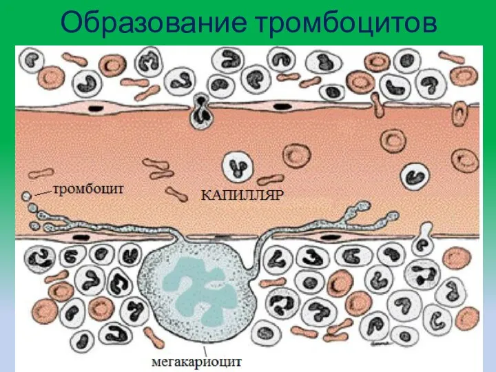 Образование тромбоцитов