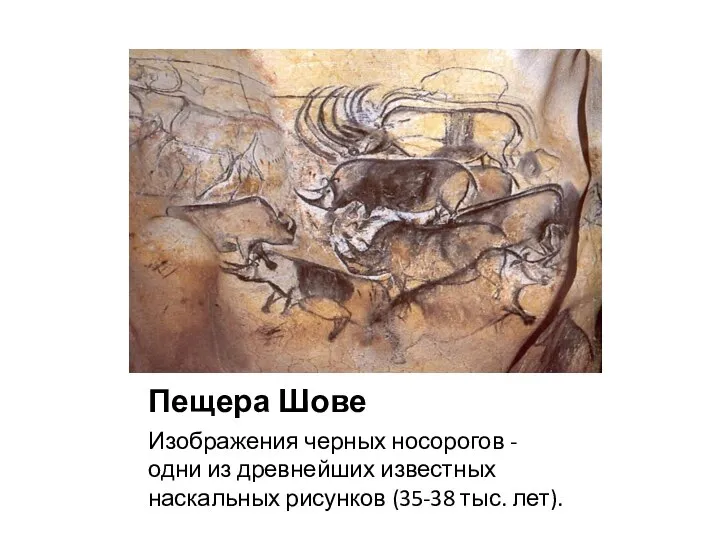 Пещера Шове Изображения черных носорогов - одни из древнейших известных наскальных рисунков (35-38 тыс. лет).
