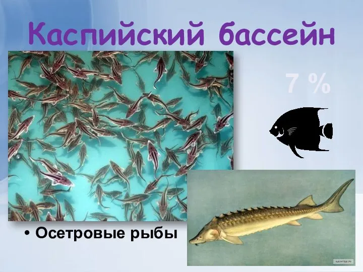 Каспийский бассейн Осетровые рыбы 7 %