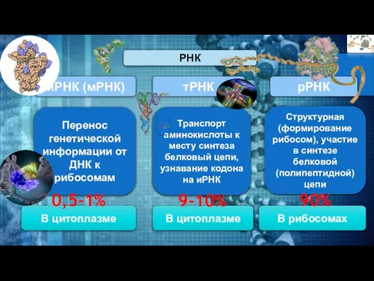 иРНК (мРНК) тРНК рРНК РНК Перенос генетической информации от ДНК к рибосомам