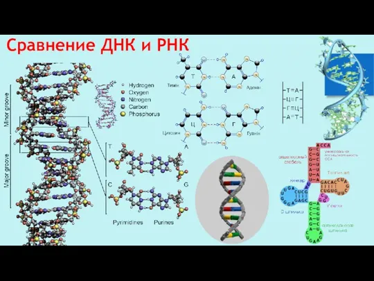 Сравнение ДНК и РНК