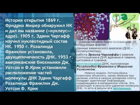 История открытия 1869 г. Фридрих Мишер обнаружил НК и дал им название