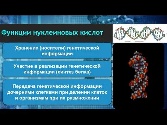 Хранение (носители) генетической информации Участие в реализации генетической информации (синтез белка) Передача