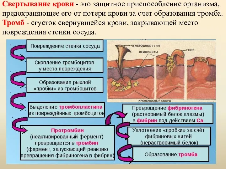 Свертывание крови - это защитное приспособление организма, предохраняющее его от потери крови