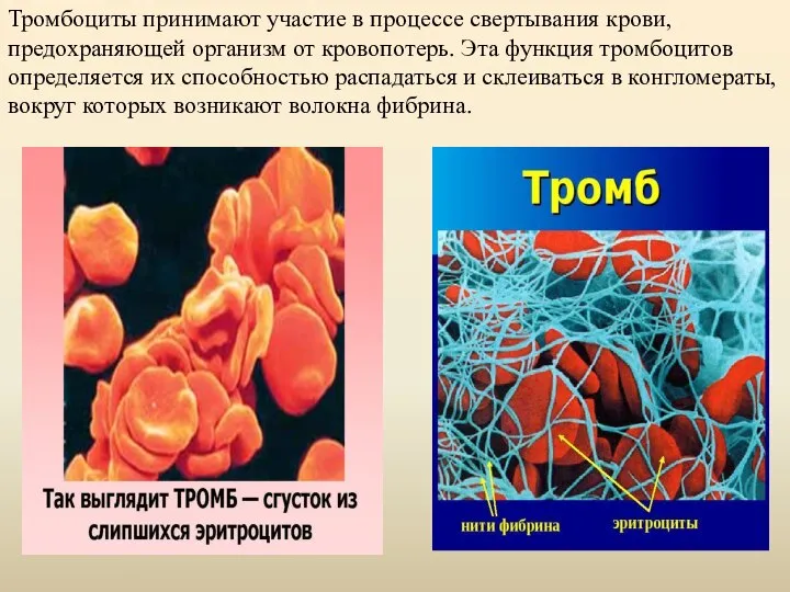 Тромбоциты принимают участие в процессе свертывания крови, предохраняющей организм от кровопотерь. Эта