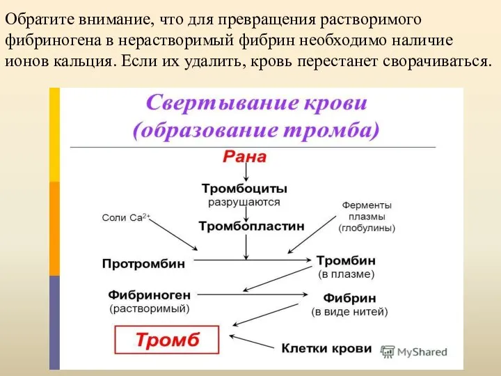 Обратите внимание, что для превращения растворимого фибриногена в нерастворимый фибрин необходимо наличие