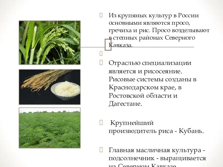 Из крупяных культур в России основными являются просо, гречиха и рис. Просо