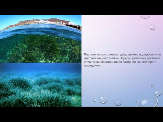 Растительность океана представлена водорослями и цветковыми растениями. Среди цветковых растений Атлантики известны