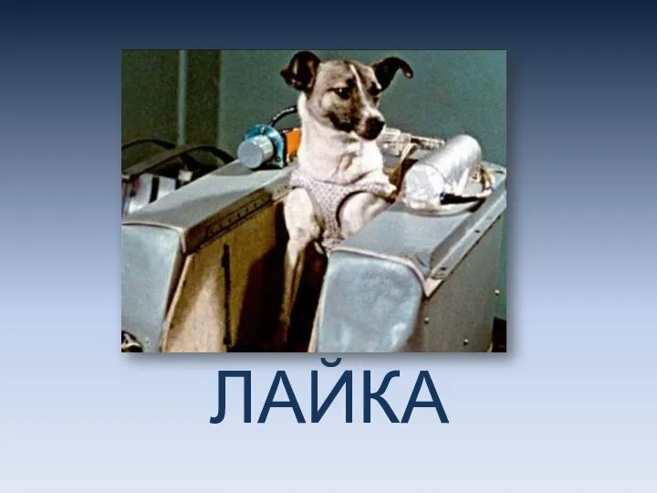 ЛАЙКА