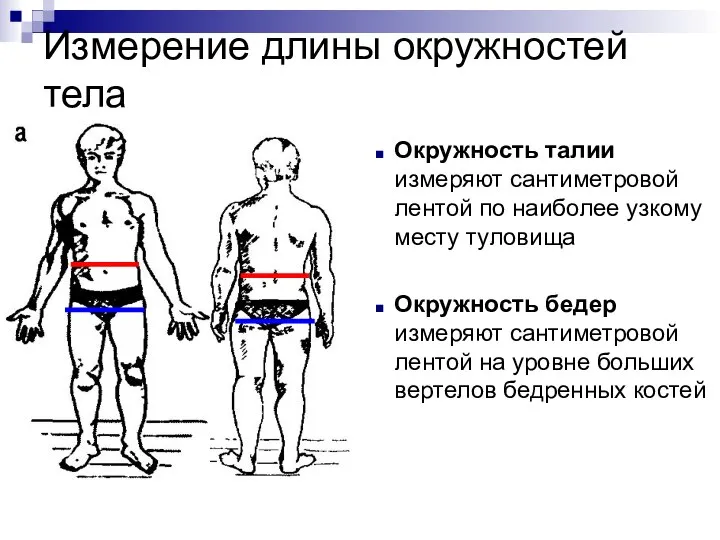 Окружность талии измеряют сантиметровой лентой по наиболее узкому месту туловища Окружность бедер