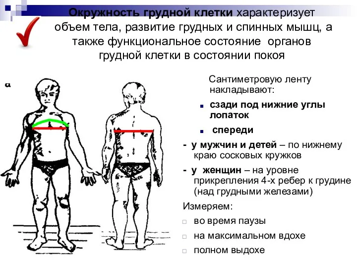 Окружность грудной клетки характеризует объем тела, развитие грудных и спинных мышц, а