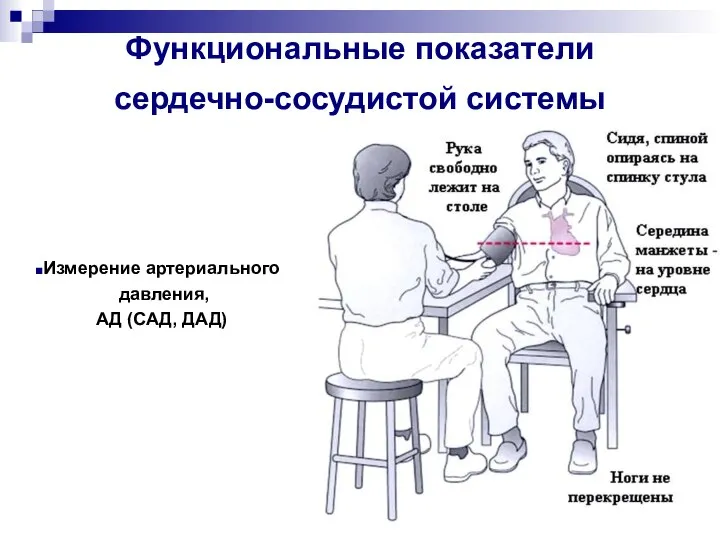 Функциональные показатели сердечно-сосудистой системы Измерение артериального давления, АД (САД, ДАД)