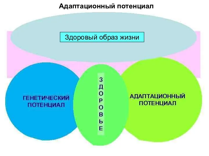 Здоровый образ жизни Адаптационный потенциал