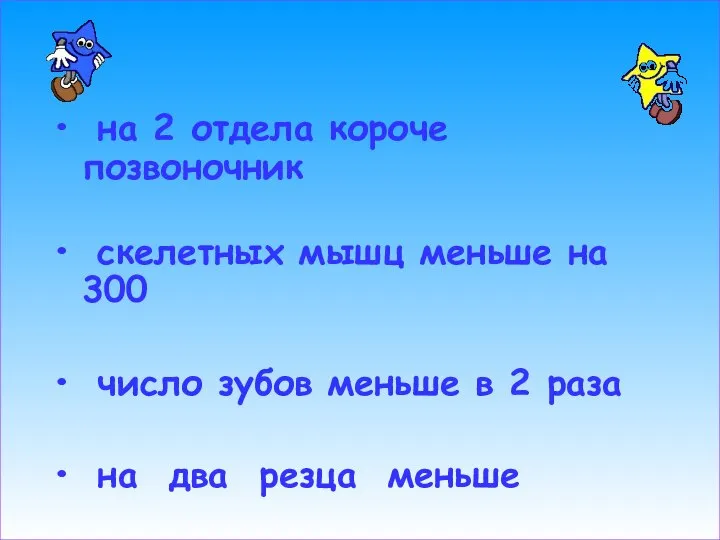 на 2 отдела короче позвоночник скелетных мышц меньше на 300 число зубов