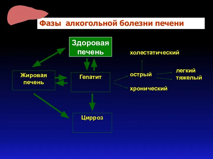 Здоровая печень Фазы алкогольной болезни печени холестатический острый хронический Гепатит Цирроз Жировая печень легкий тяжелый