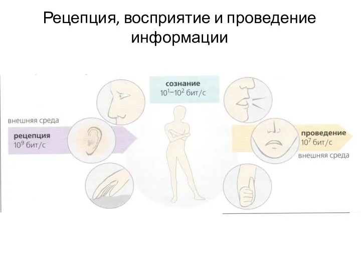 Рецепция, восприятие и проведение информации