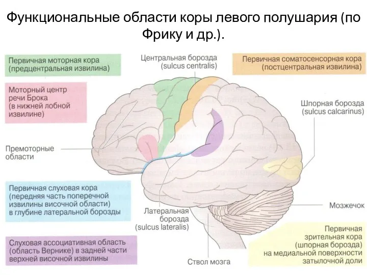 Функциональные области коры левого полушария (по Фрику и др.).