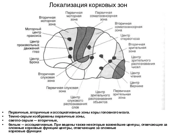 Локализация корковых зон Первичные, вторичные и ассоциативные зоны коры головного мозга. Темно-серым