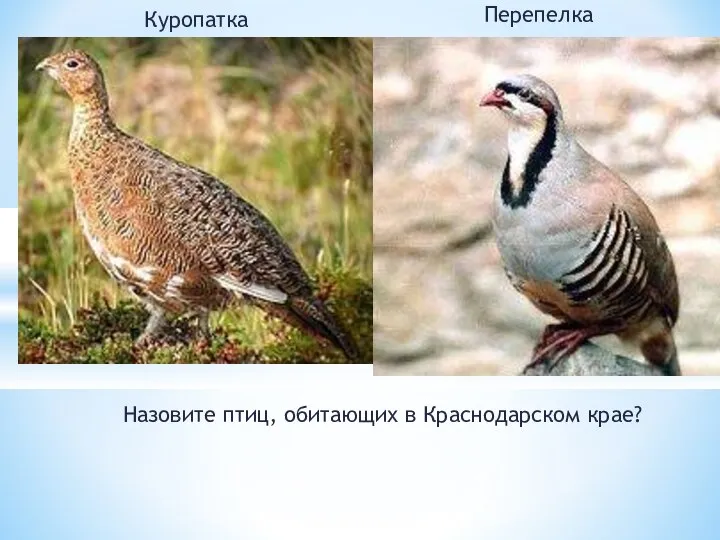 Назовите птиц, обитающих в Краснодарском крае? Кубань Куропатка Перепелка